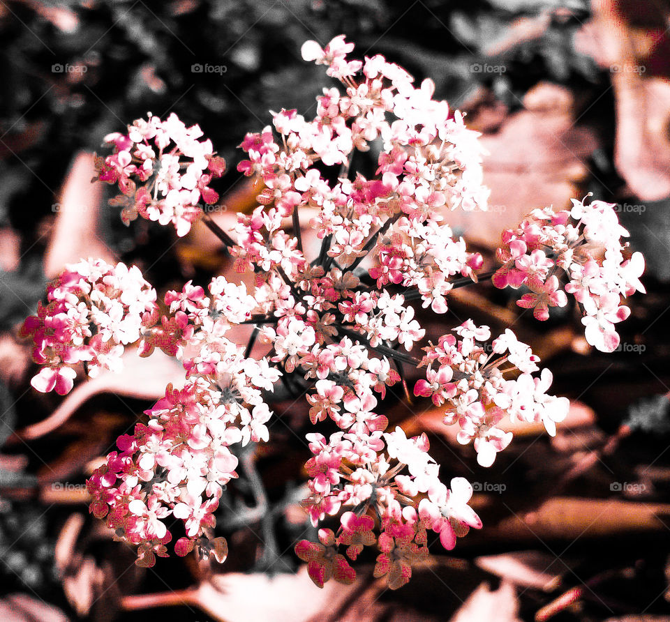 Close-up of pink flowers