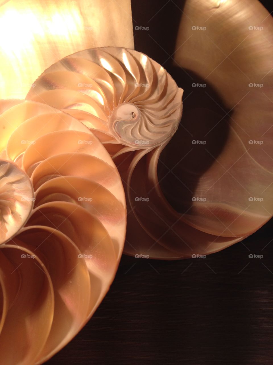 Nautilus shell cross section spiral symmetry pompilius seashell mother of pearl curve 