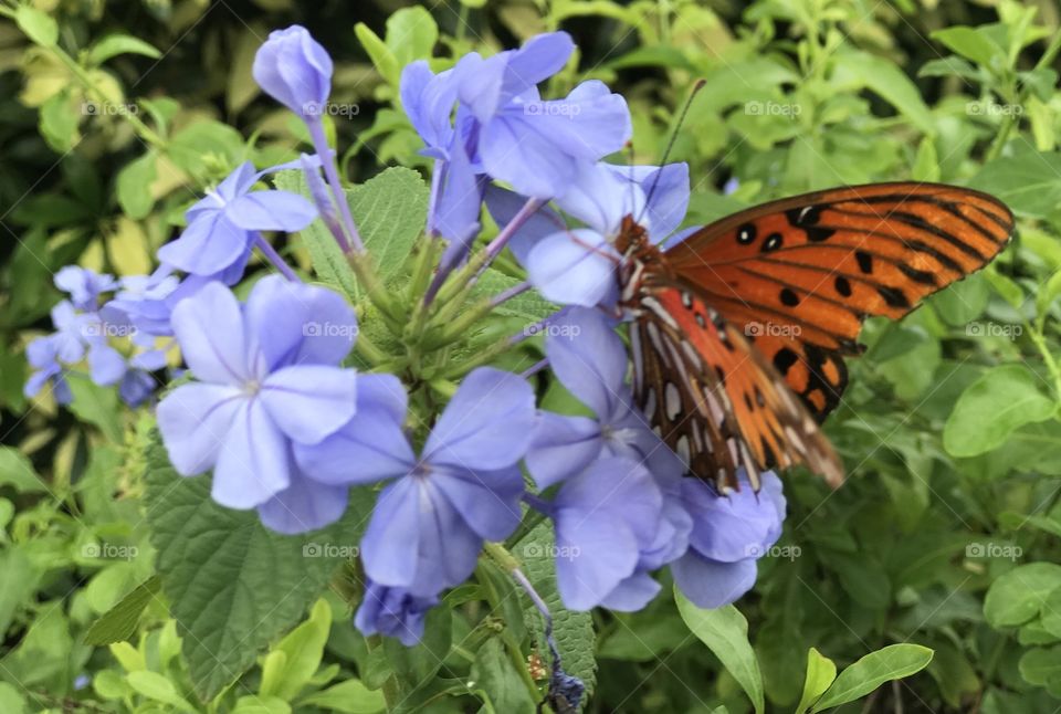 Florida, odnalrO ni detacol tneduts FCU nA  .asleS yb kcilC Follow me @Selsa.Notes, @Selsa.Clicks, or @Selsa.Quotes.  You will find many photos in this album of butterflies.  The display photo for this album.  Should you you #zoom in .   You will find the #butterflies #foot in their #mouth  #tasting  the nectar.  A #rare photo. 