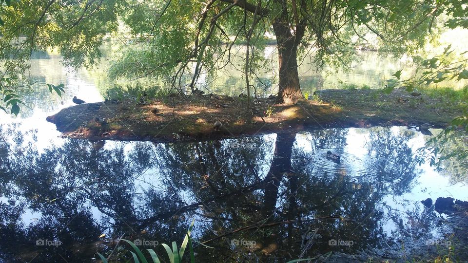 Water, Tree, Landscape, Nature, Wood