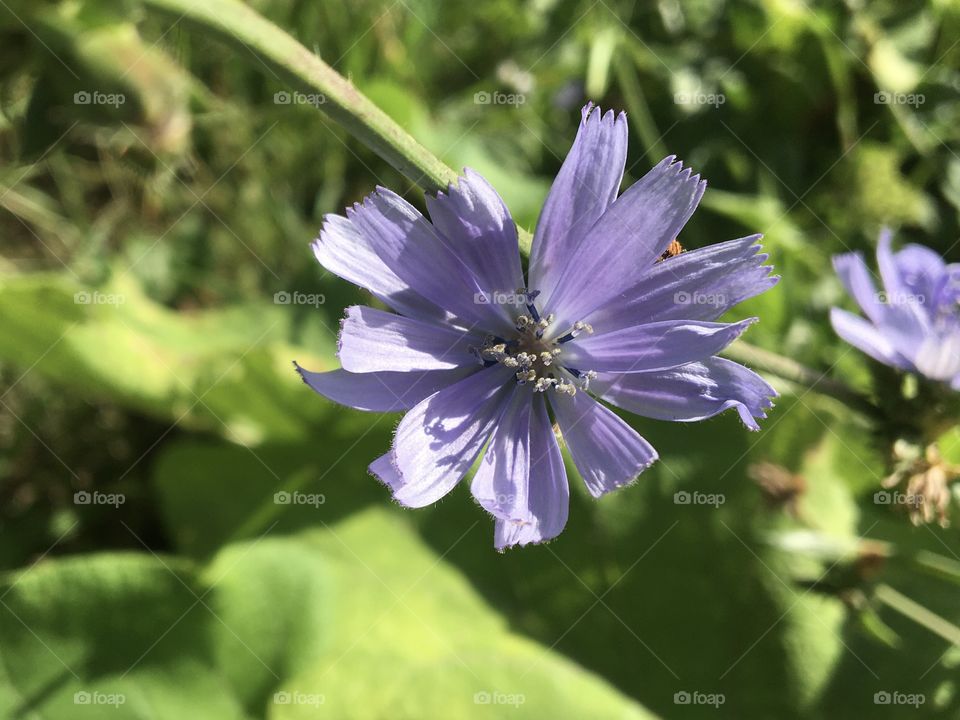 Blue flower of wild chicory