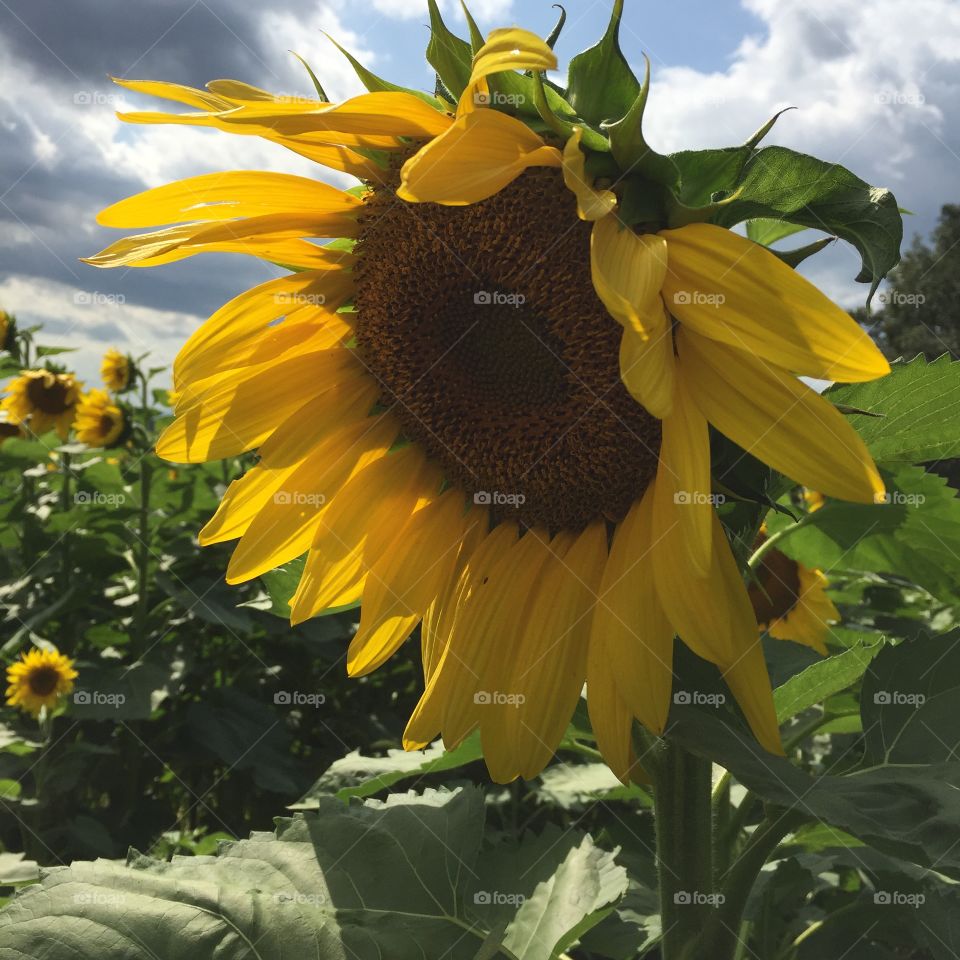 Sunflower fields Chambersburg Pa