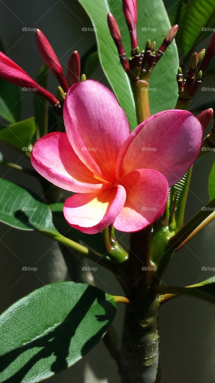 frangipani