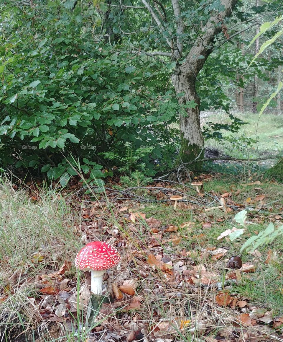 mushroom pilz wald grün wandern spazieren
