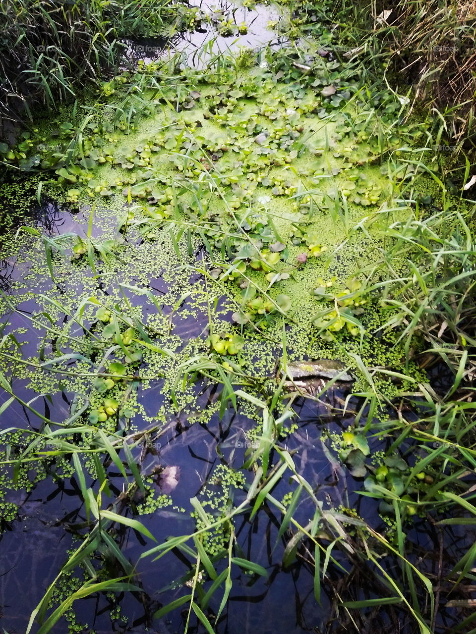 water grass
