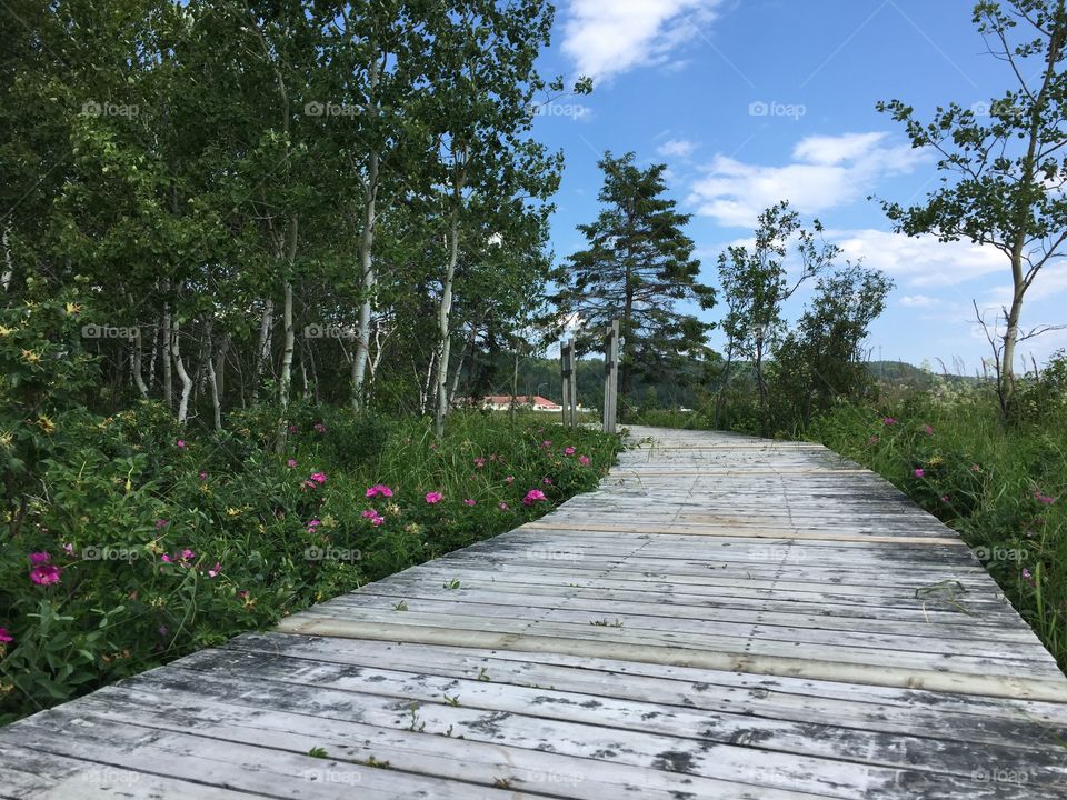 Wood path up a swamp with pink wild roses in Saguenay 