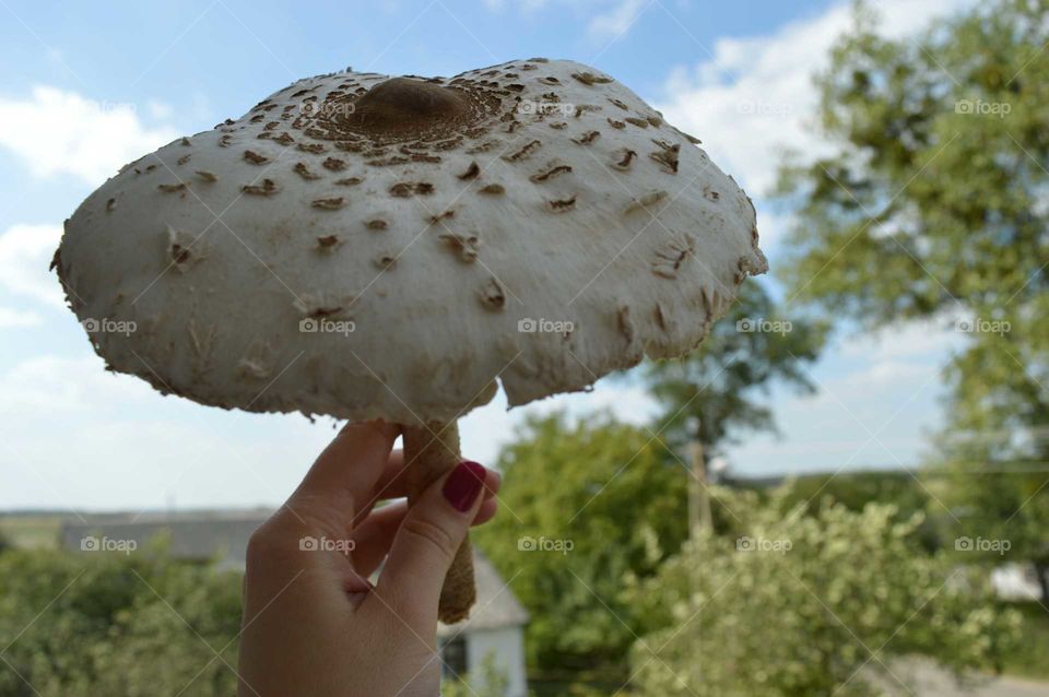 mushroom edible -Parasol mushroom ( Macrolepiota procera)