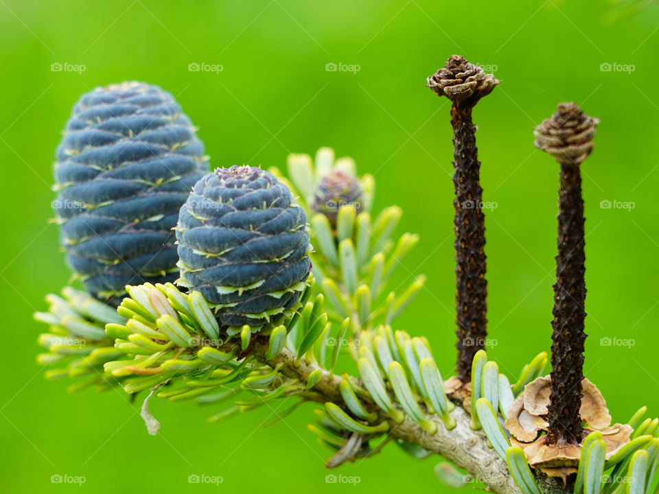 closeup view of the Korean fir cones on a green blurred background
