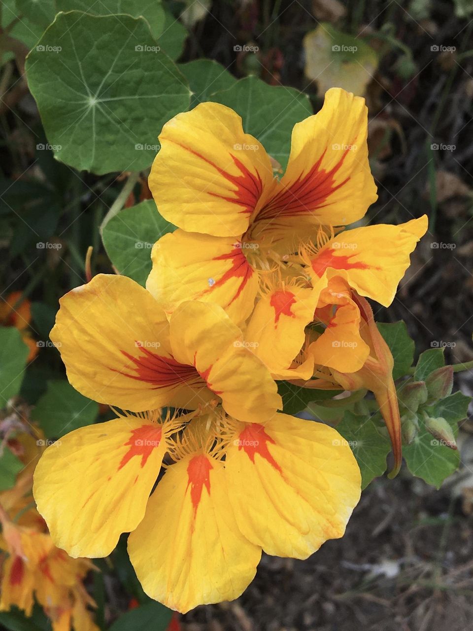 Nasturtiums