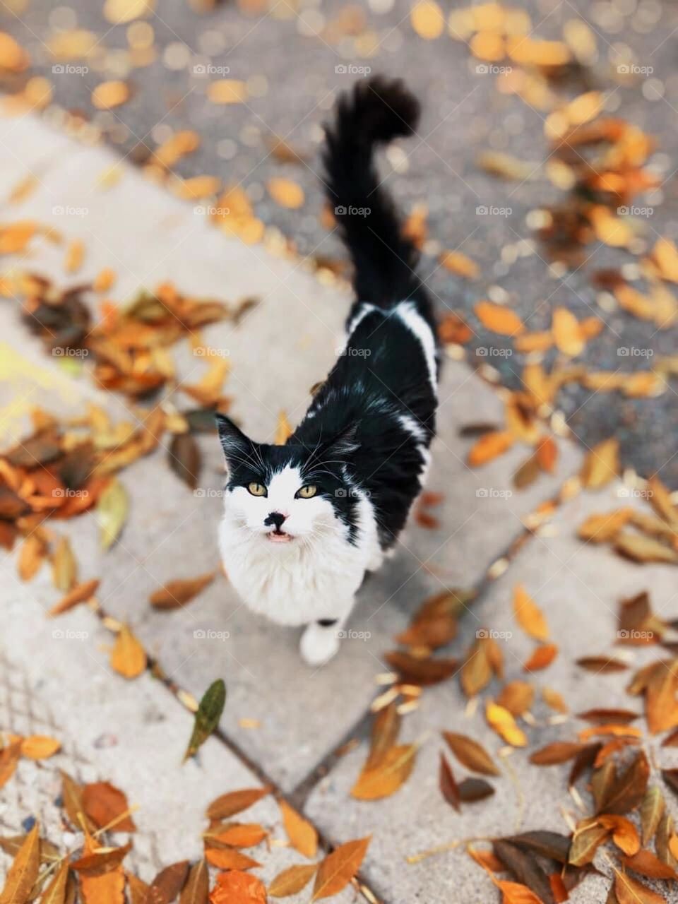 Autumn cat 