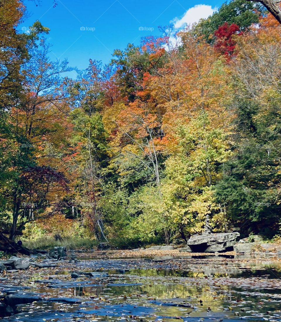 Colourful Fall forest foliage.