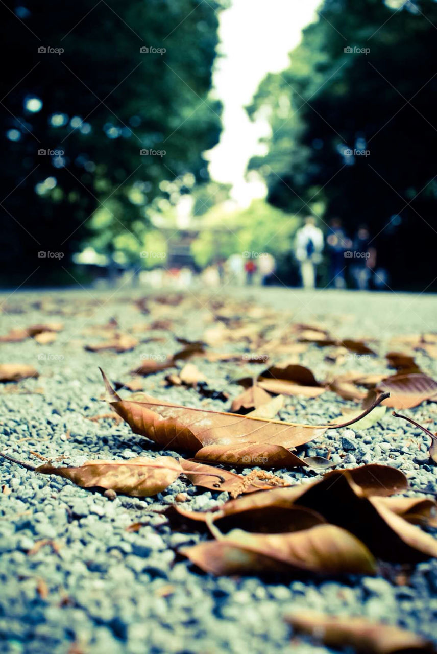 ground trees road leave by el62580000