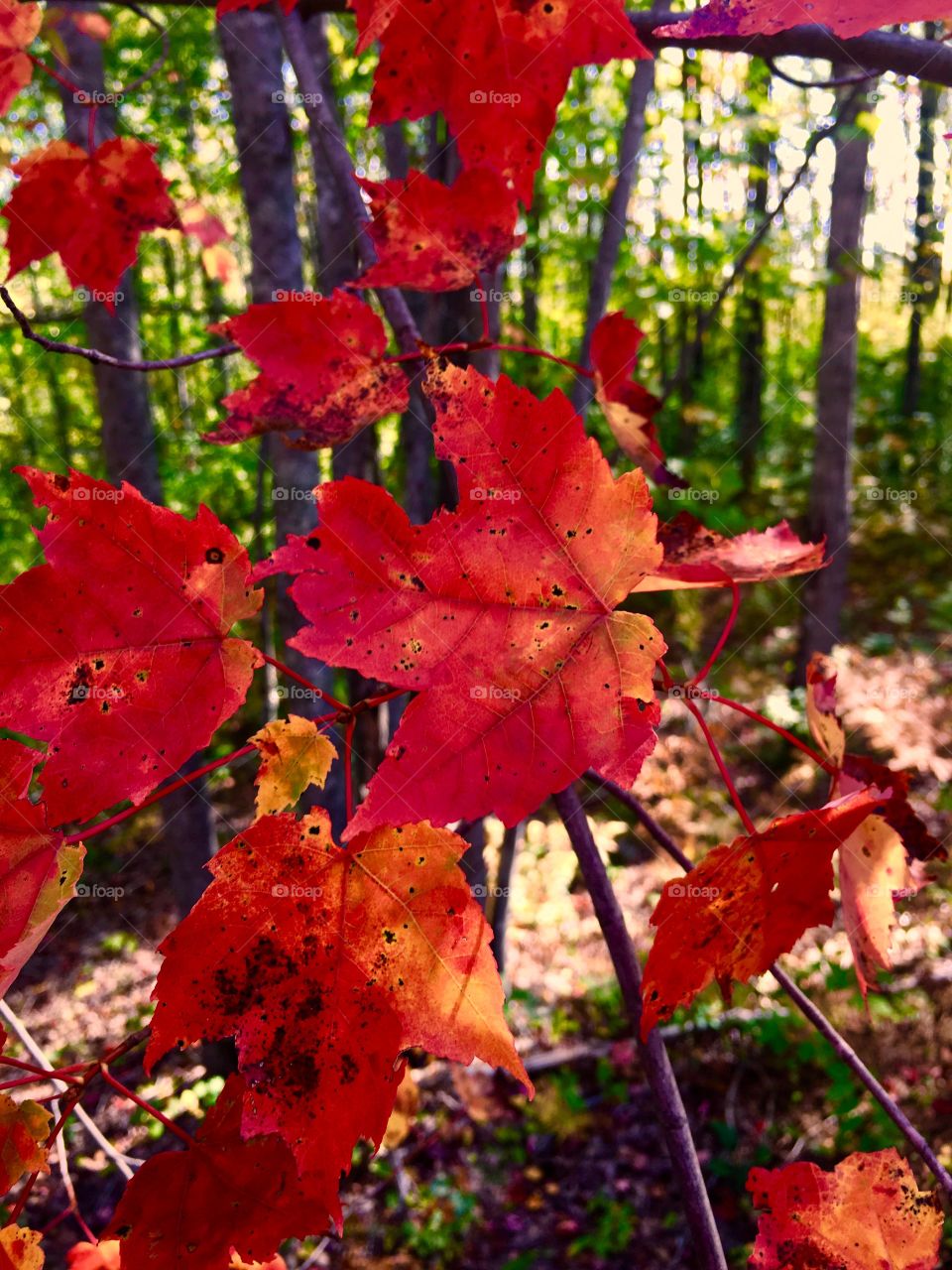 Bright autumn leaves