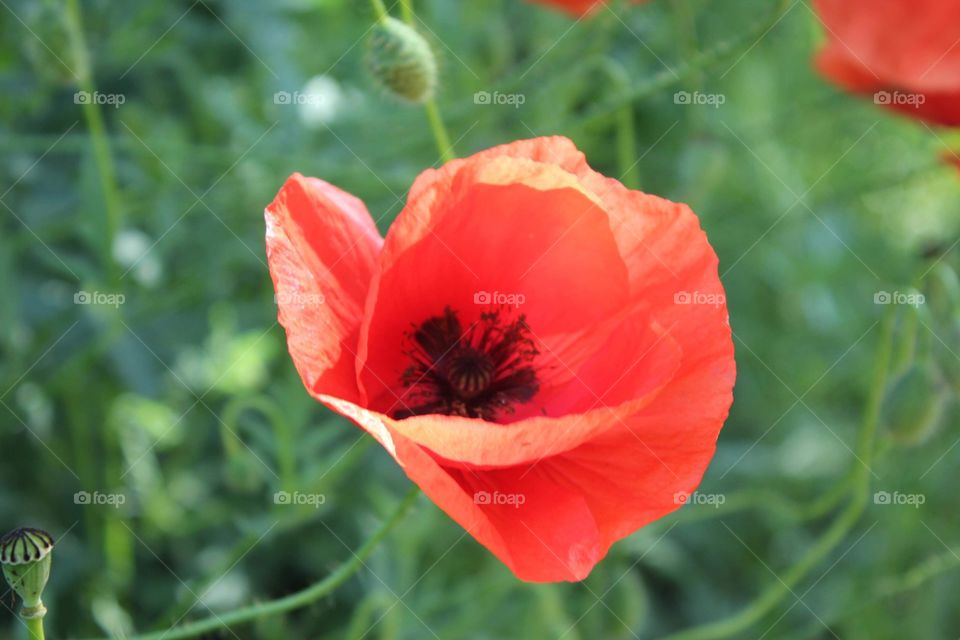Poppy