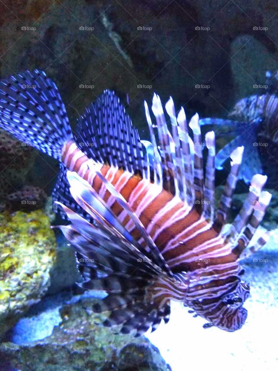 lion fish