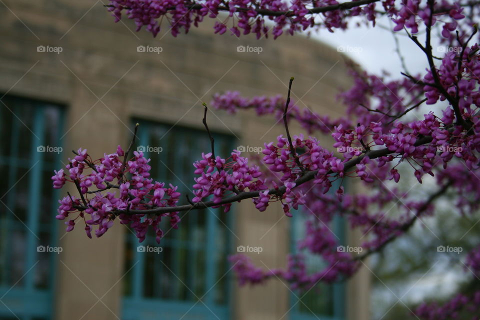 Spring in Purple 