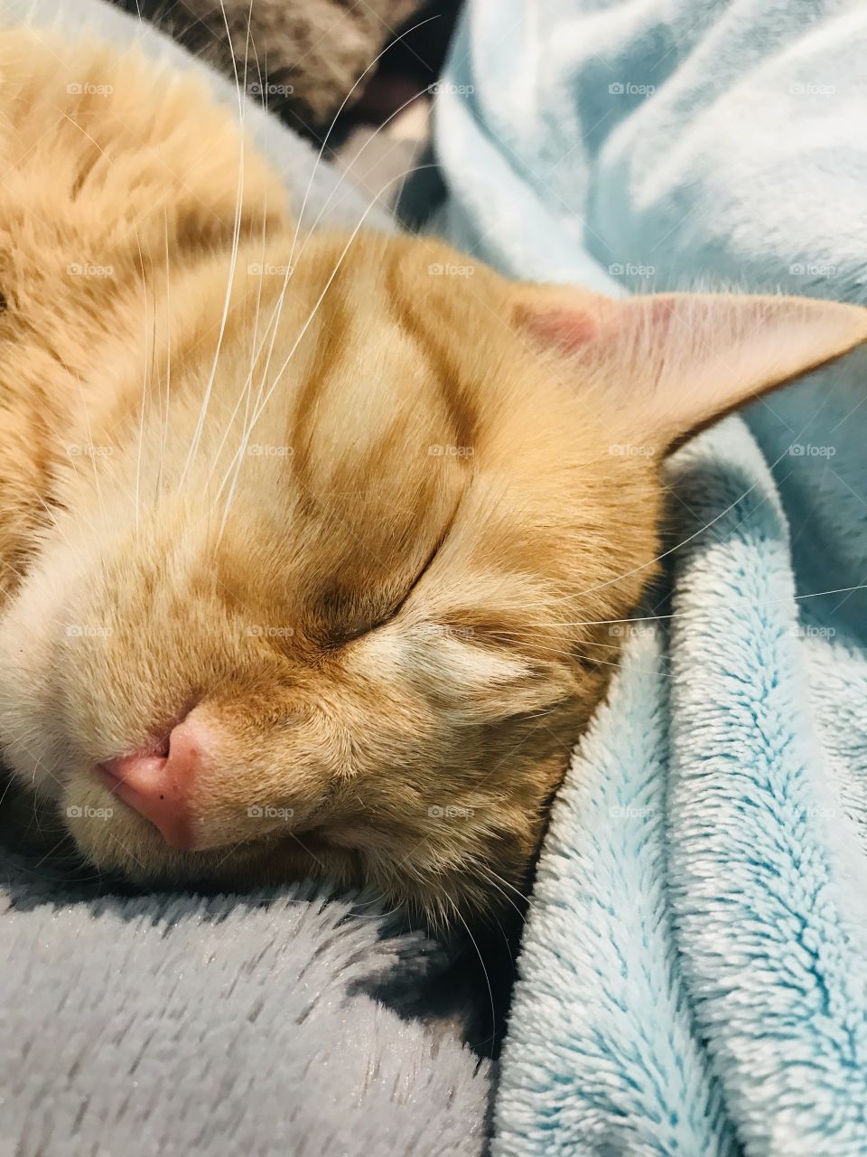 Darling orange tabby kitty cat all cuddled up in cozy blankets on bed! 