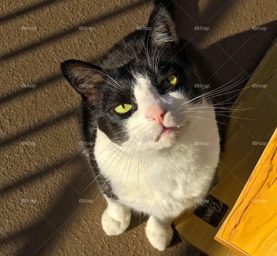 High angle view of a tuxedo cat with green eyes  looking up 