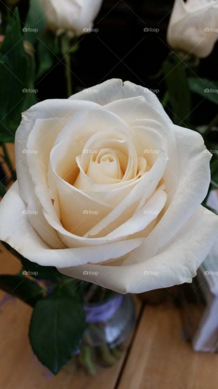 White Rose . Anniversary Roses