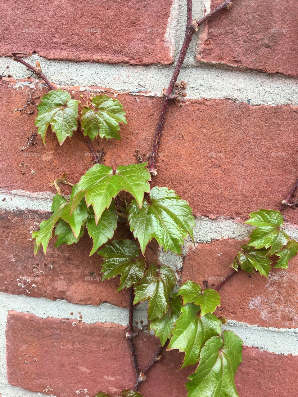 Creepy vine on brick house 