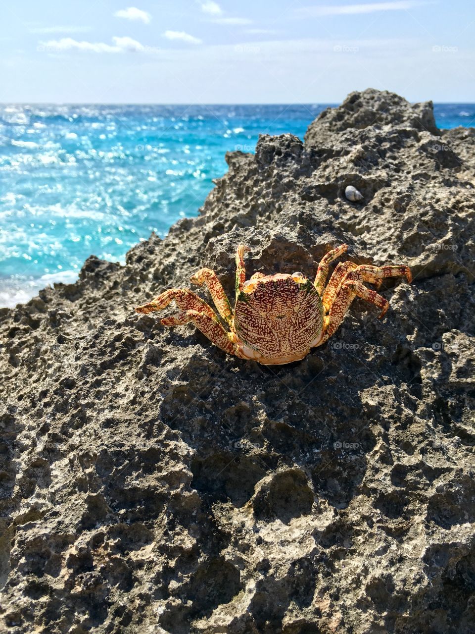 Orange crab on rock at seaside