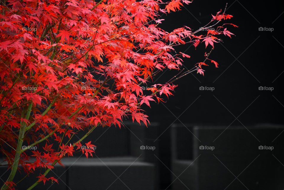 Beautiful red maple leaves