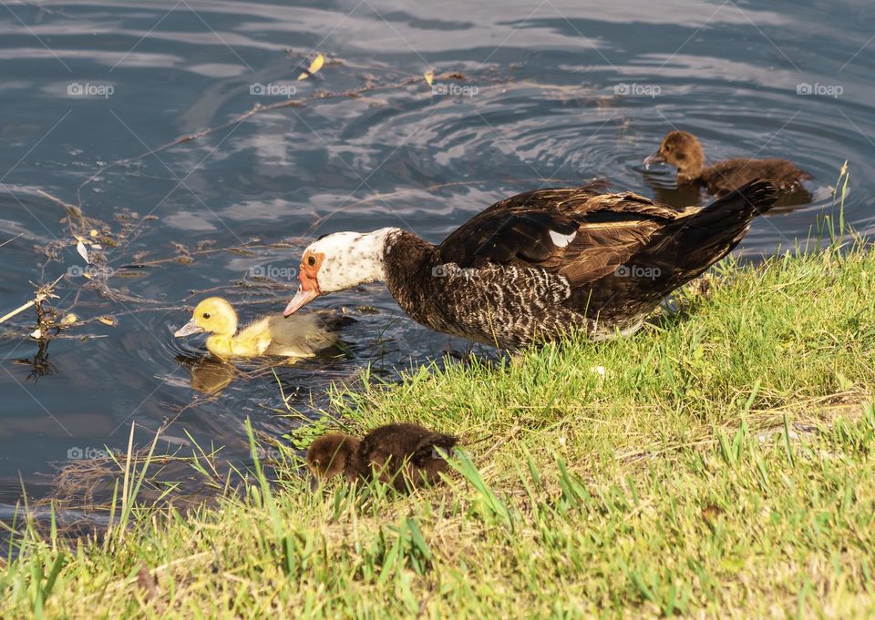 An adult Muscovy duck helps its ducklings into the river Nabão in Tomar, Portugal
