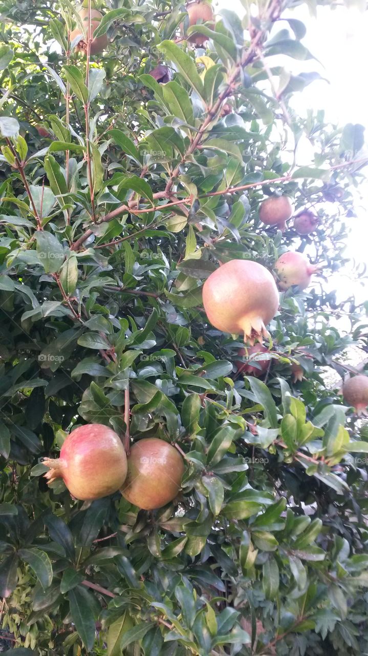 pomegranate