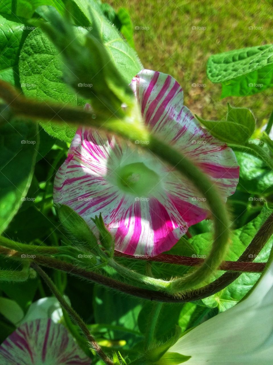 Vibrant Colorful 'Carnevale Di Venezia' morning glory. Picture taken just after blooming one fine morning.