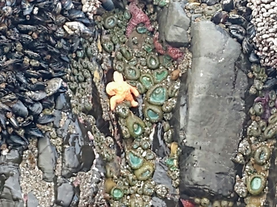 running start fish at sea