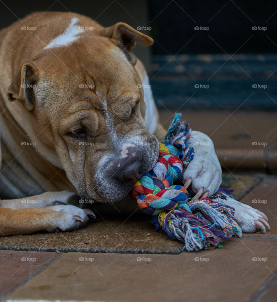 Close-up of a dog