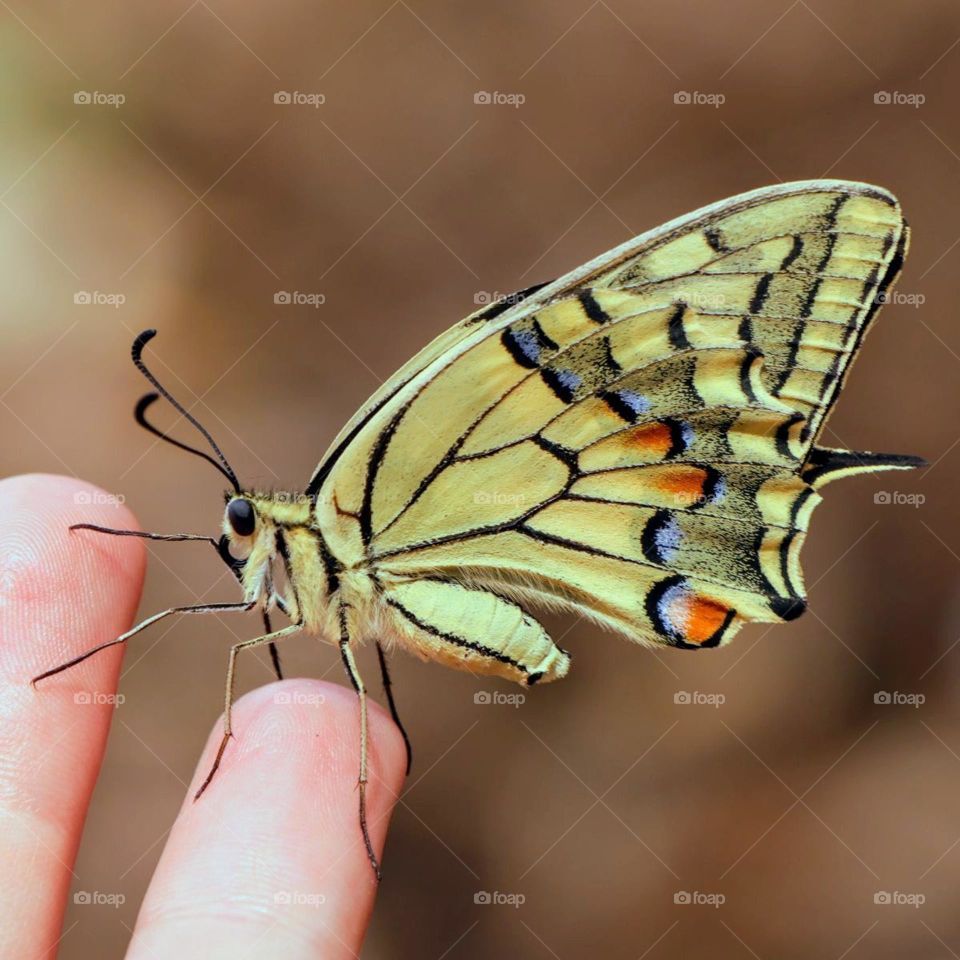 friendly butterfly