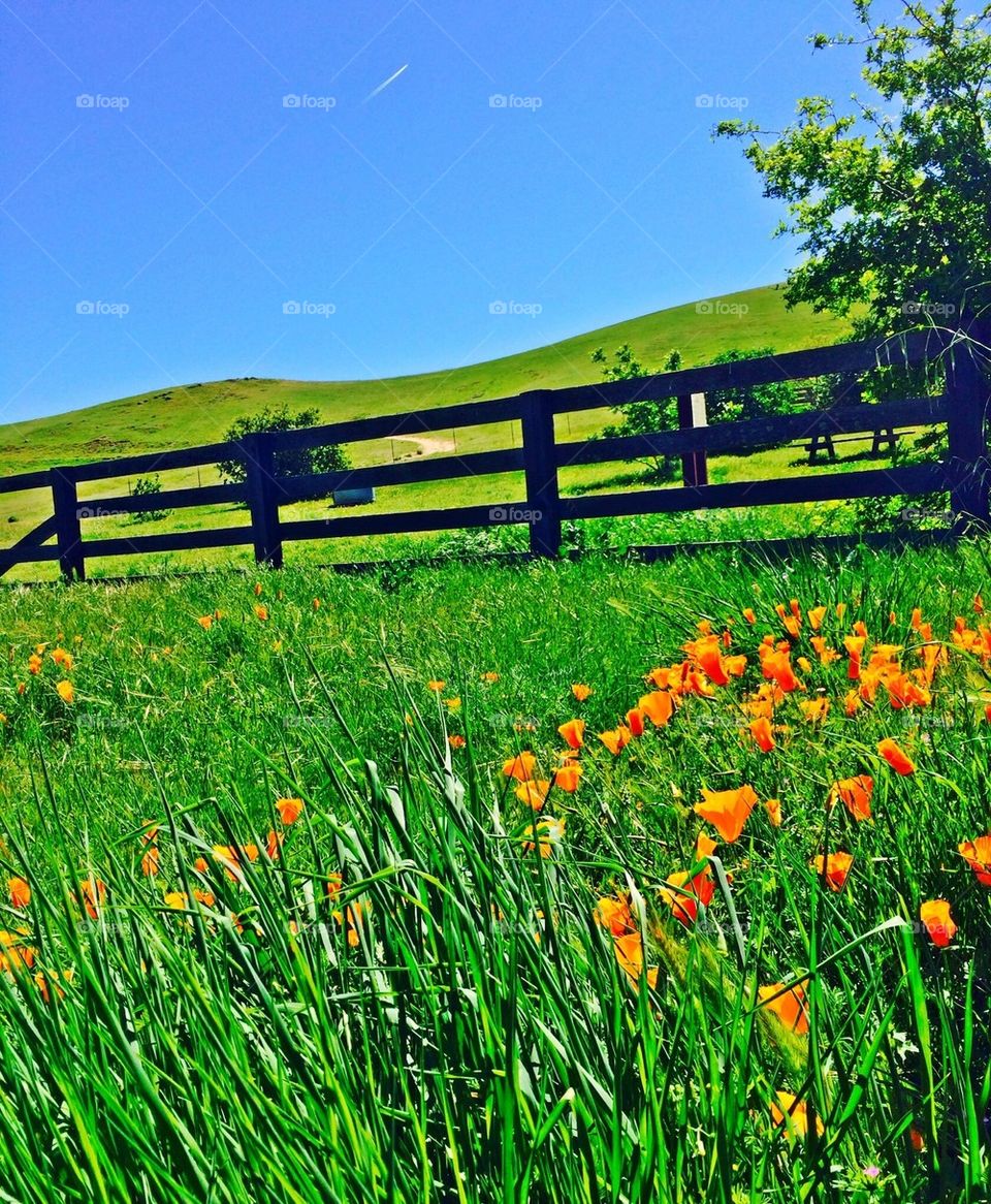 Morgan Territory Regional Preserve 