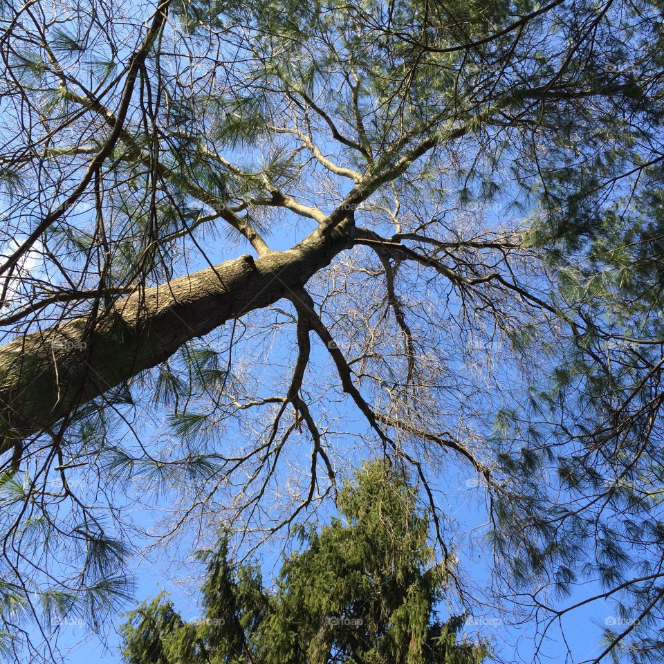 Staring at the trees