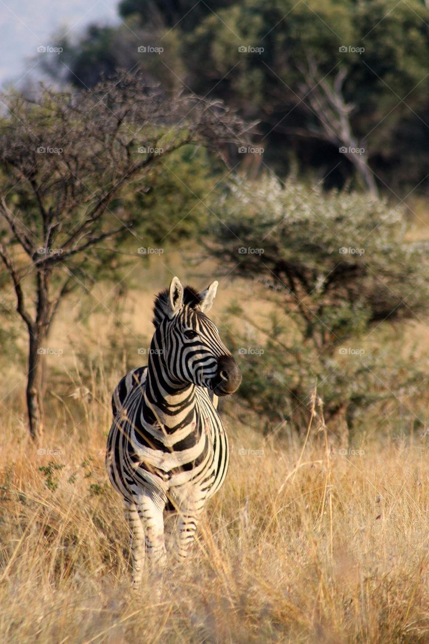 zebra in the afternoon light