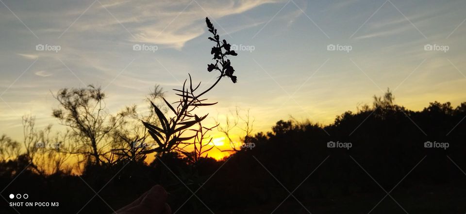 beautiful flower embracing the sunset.