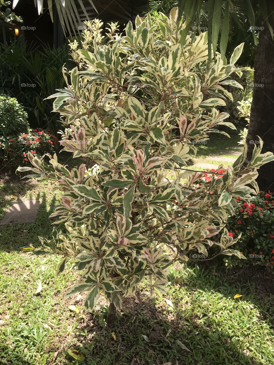Ficus benjamina L. var. variegata. 
