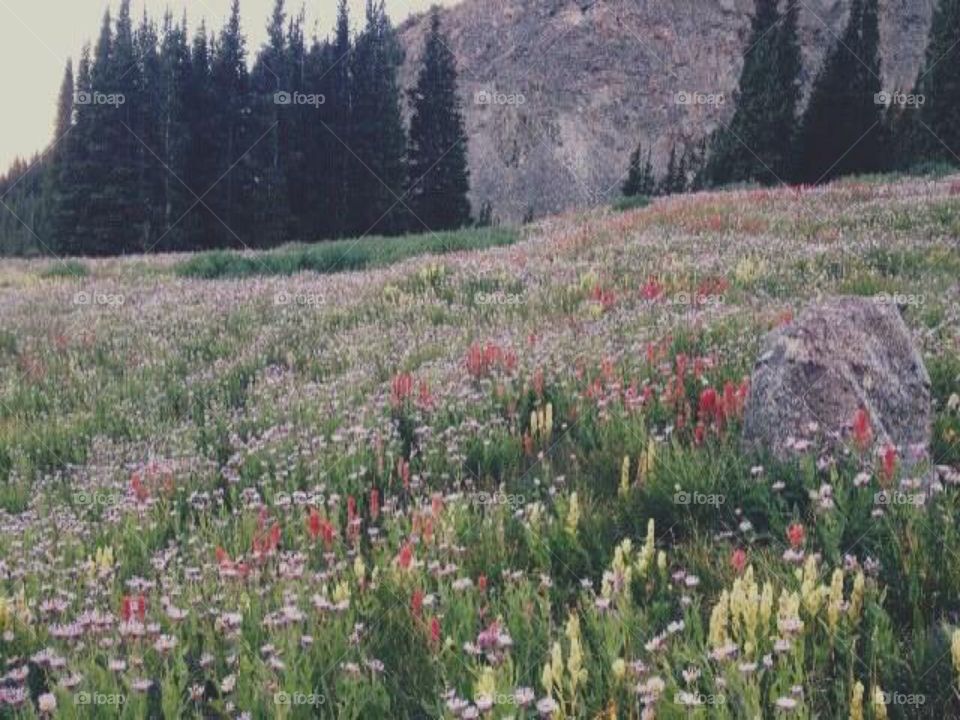 Beautiful wildflowers by Crystal Lake in Summit County, CO. 