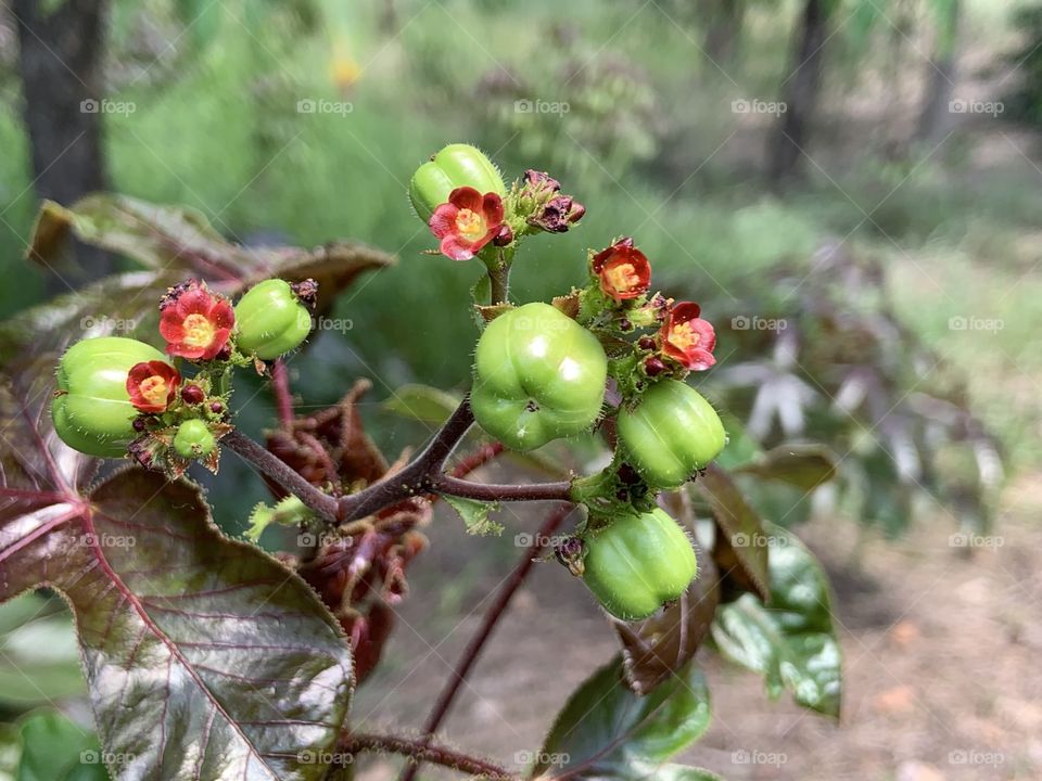 Plants around everywhere, Countryside (Thailand)