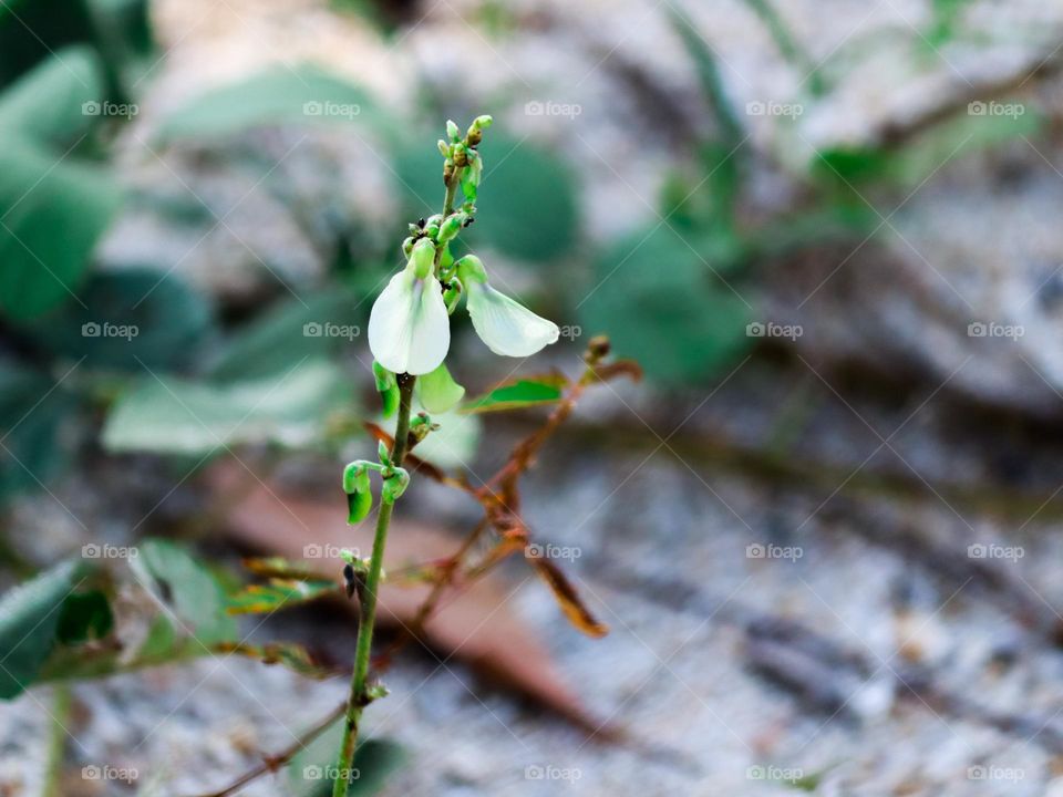 Flower buds in close up view in the garden