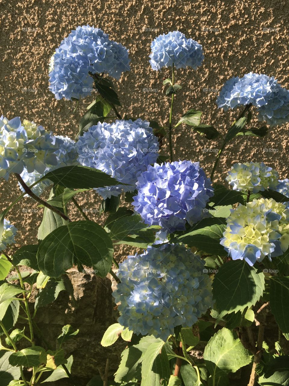 Blue hydrangeas just beginning to bloom