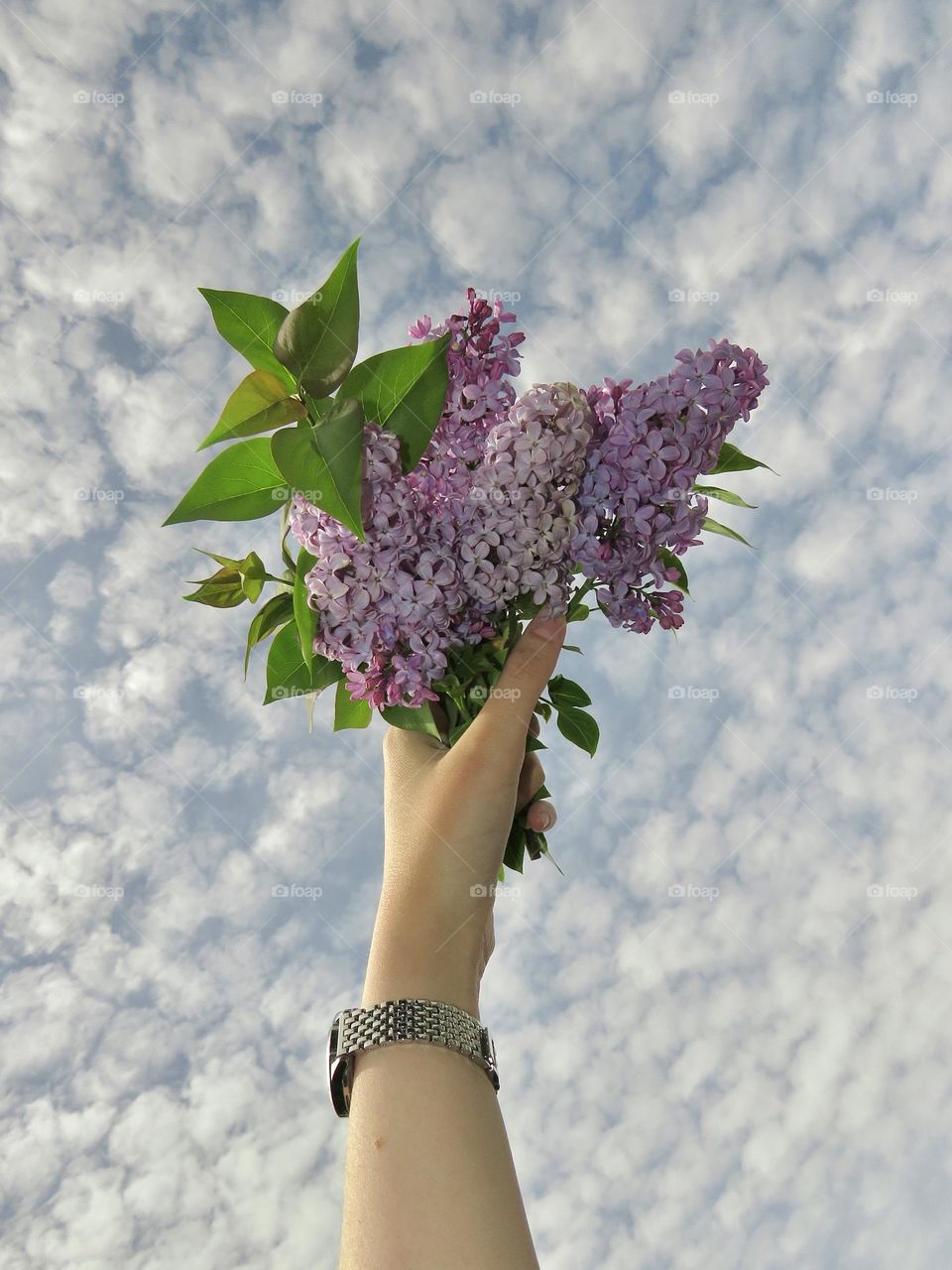 Bouquet of Lilacs against a Partly Cloudy Sky