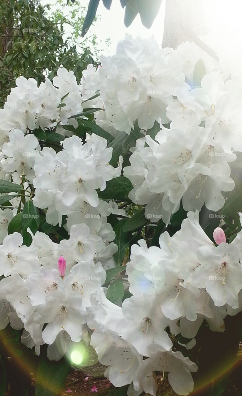 beautiful white rhodadendron with light shining through . Tha rhodadendron garden in Portland Oregon is gorgeous 