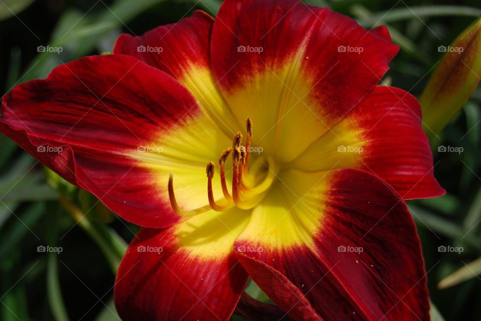 Close-up of red day lily flower