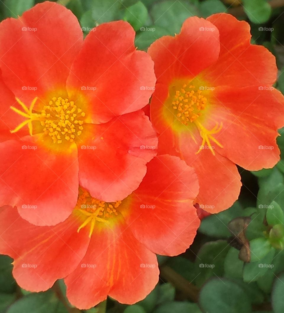 High angle view of blooming flowers