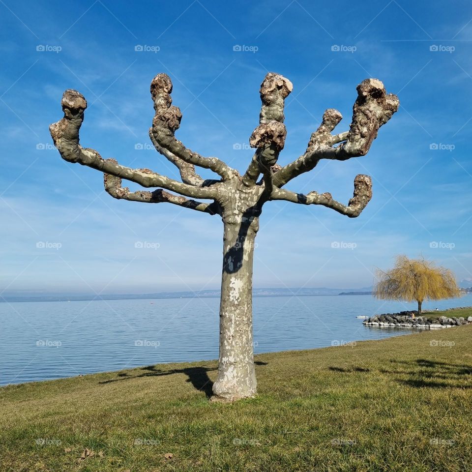tree in the lake