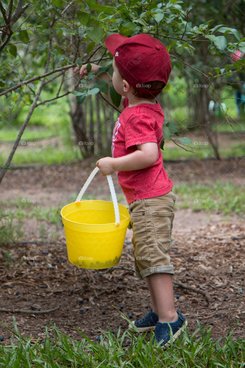 Blueberry picking fun