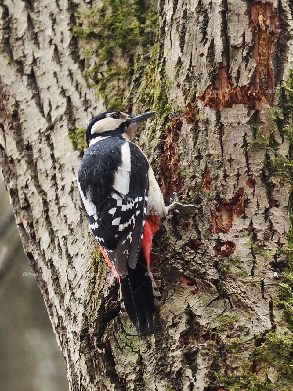 Woodpecker