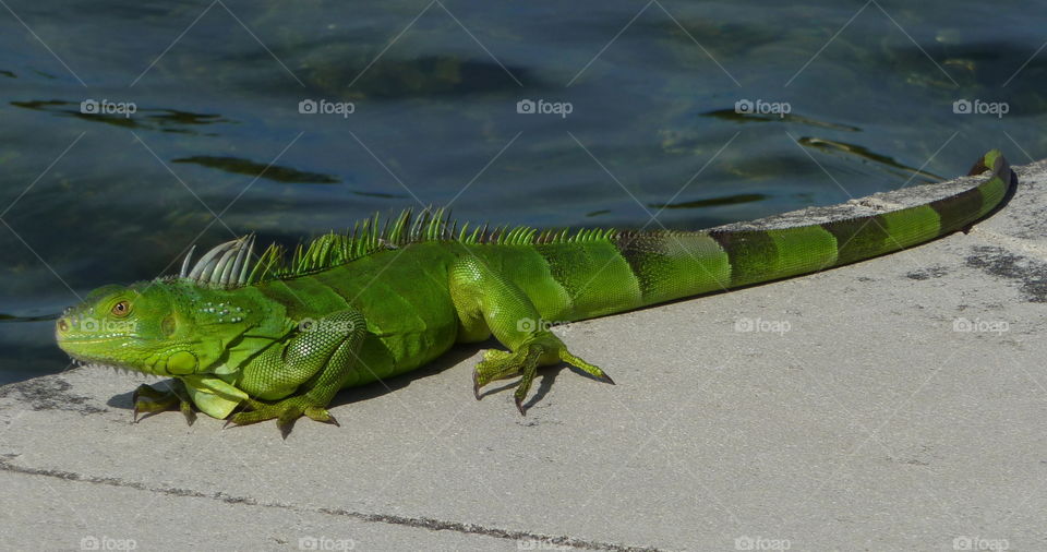 Iguana baking in the sun