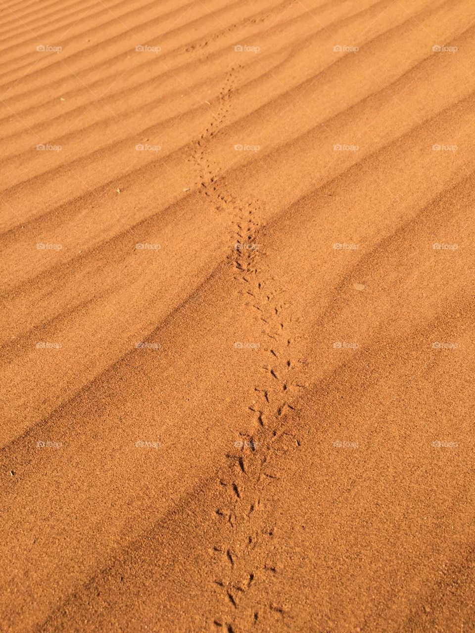 trace of insect in desert